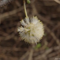 Vachellia planifrons (Wight & Arn.) Ragup., Seigler, Ebinger & Maslin
